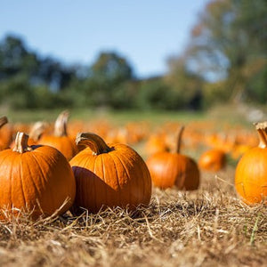 Pumpkin Patch