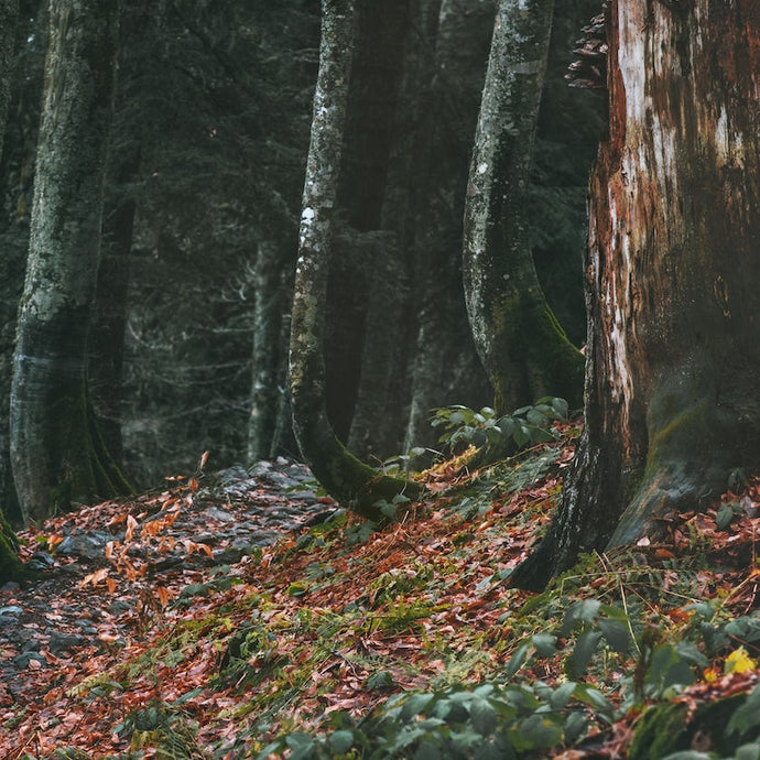 Rustic Woods