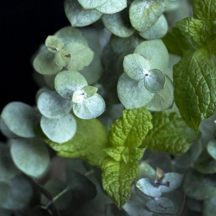Eucalyptus Mint